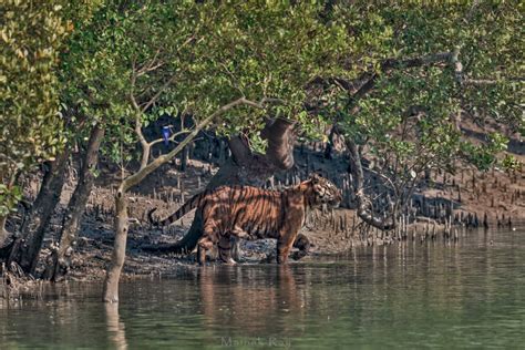 Sundarbans National Park - Edge of Wild Travel & Photography