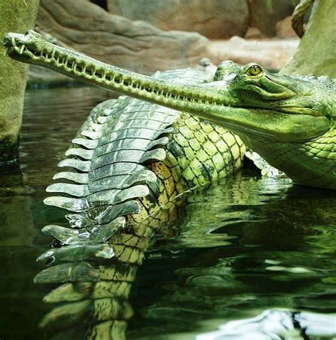 🔥 Gharial freshwater crocodile from India : r/NatureIsFuckingLit