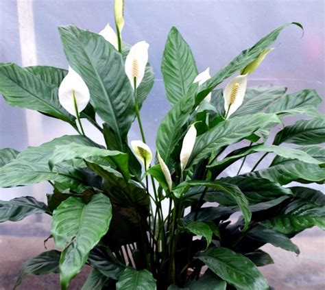 8 Best Air purifier houseplants | Beast air purifying indoor plants ...