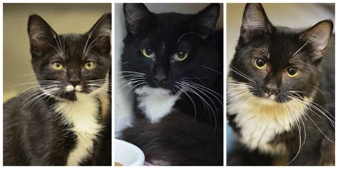 PHOTOS: 34 cats, kittens left at Marin Humane Society