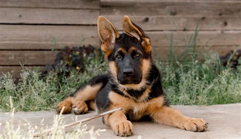 German Shepherd Breed: Characteristics, Care & Photos | BeChewy