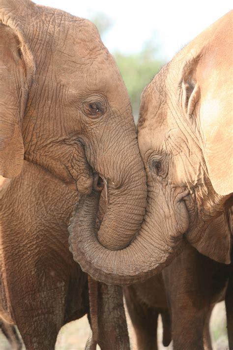 Here's Sinya and Lesanju, both orphans at the Voi reintegration centre ...