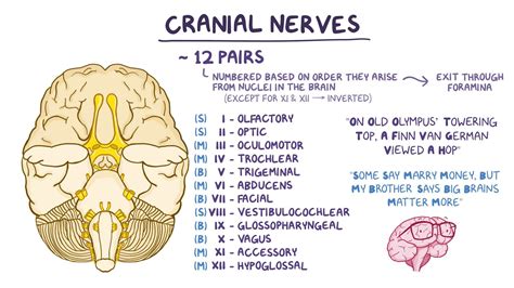 Cranial Nerve 3 Function