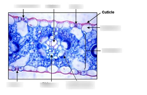 Cross Section Of Monocot Leaf Labeled