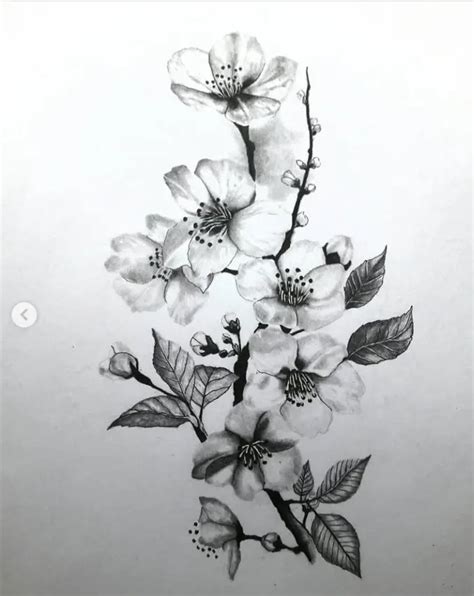 30 Splendid Cherry Blossom Drawings & Illustrations To Love