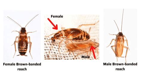 What is a Brown-Banded Cockroach? How to ID Them