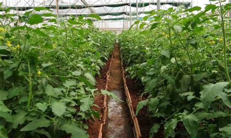 Tomato Seed Germination, Time Period, and Procedure | Agri Farming