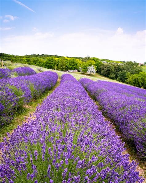 Photo of a Lavender Field · Free Stock Photo