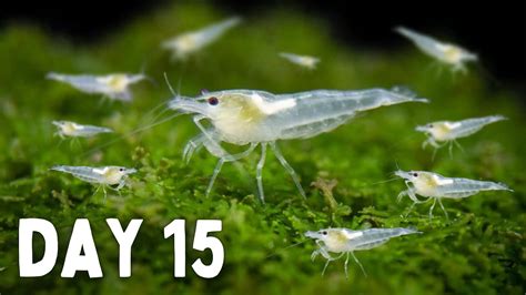 BREEDING Shrimp! How Many in 30 Days? - YouTube