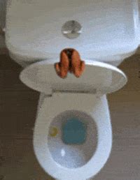 Wc By Horrorfilms Extreme GIFs - Find & Share on GIPHY