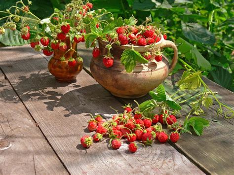 Best Strawberry Planters