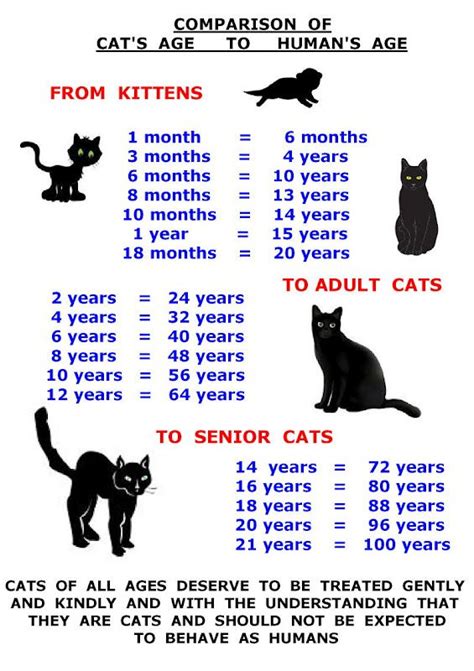 Feed The Cat - CATS IN CARE | Cat ages, Cats, Feral cats