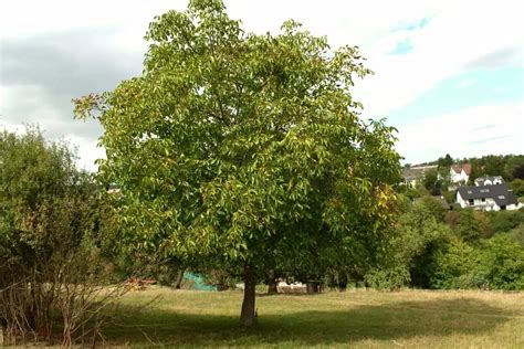 What Does A Black Walnut Tree Look Like? - Gardening Dream