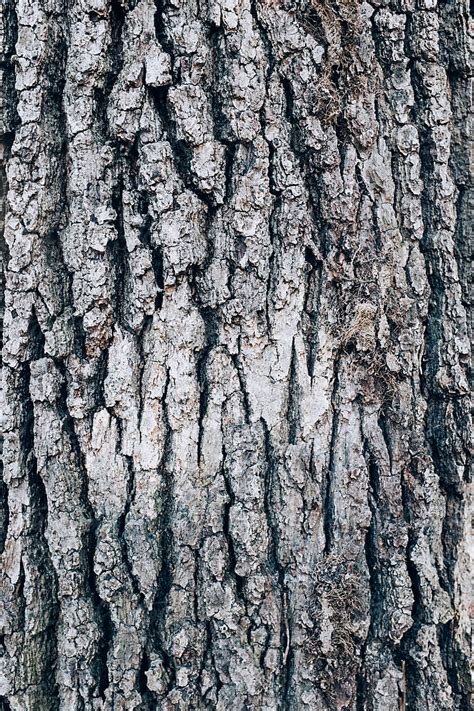 "Close Up Of Maple Tree Bark" by Stocksy Contributor "Rialto Images ...