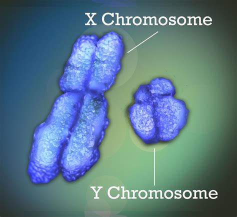 Human Y Chromosome Much Older Than Previously Thought | University of ...