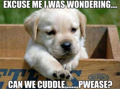 25 Cutest Cuddle Memes - SayingImages.com