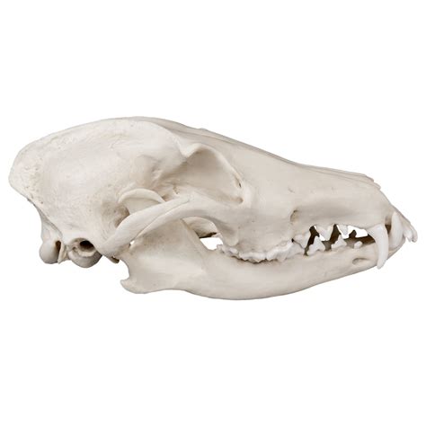 Replica Maned Wolf Skull For Sale – Skulls Unlimited International, Inc.