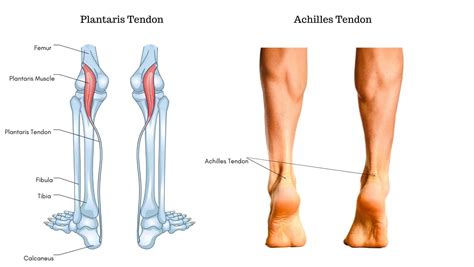 Ankle Tendons: Anatomy, Attachments and Function by a Specialist