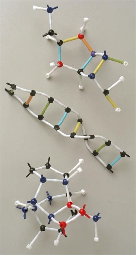 DNA Molecular Model & Nucleotide Model Kit | Home Science Tools