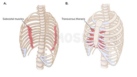 Muscles of the thoracic wall | Osmosis