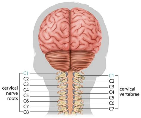 C1 Spinal Cord Injury