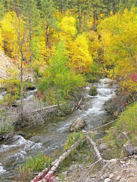 Fall Colors in Spearfish Canyon Stock Image - Image of colors, spruce ...