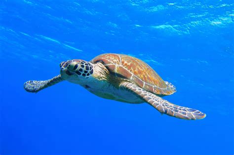 5 Stunning Locations to See Turtles on the Great Barrier Reef Near ...