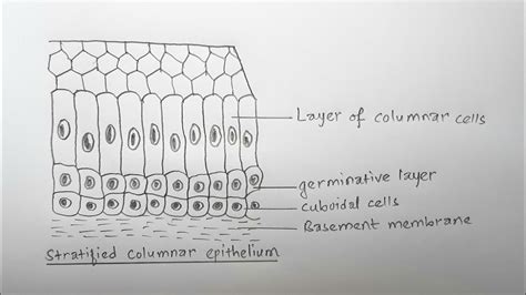 Ciliated Simple Columnar Epithelium Labeled