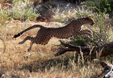 Cheetah jumping over a log | Cheetah flying over a log chasi… | Flickr