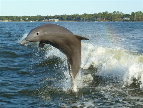 Free Jumping Porpoise Stock Photo - FreeImages.com