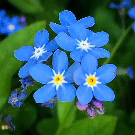 Forget-me-not flowers | Gardening for beginners, Vegetable garden for ...