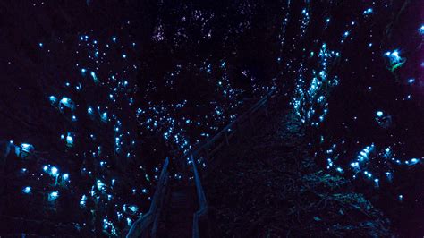 Glowworm Photography - Best tours in Waitomo - CaveWorld