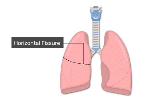 Lung Lobes and Fissures | GetBodySmart