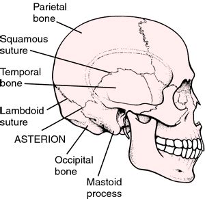 Define Suture In Anatomy