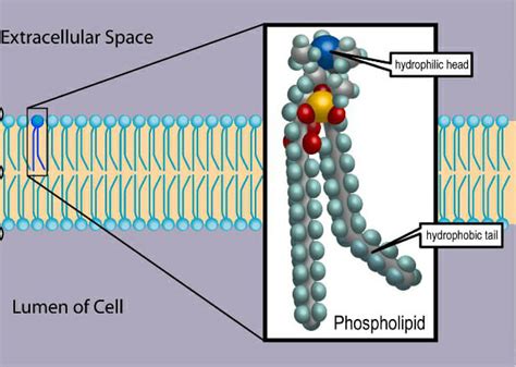 Fluid Mosaic Model - Definition, Explanation & Quiz | Biology Dictionary