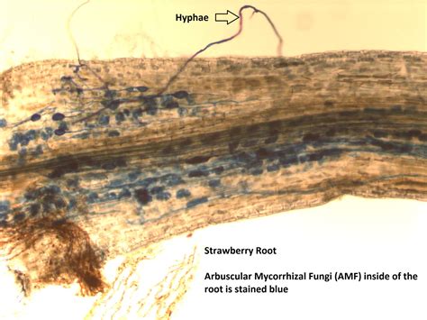 Mycorrhizal Fungi | NC State Extension