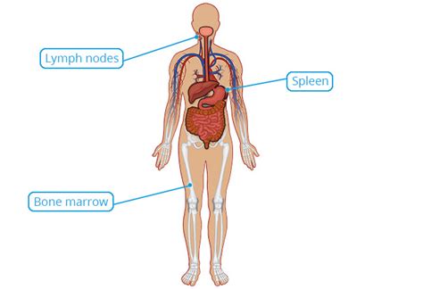 Essential Human Biology : Cells & Tissues : Connective Tissue