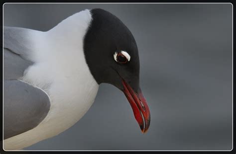 Laughing Gull ~ Breeding Plumage | I love the contrast from … | Flickr