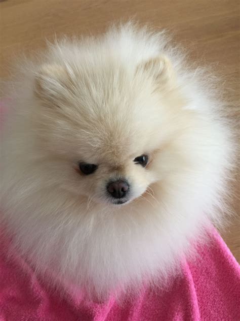 baby white pomeranian wallpaper - Margery Faulkner