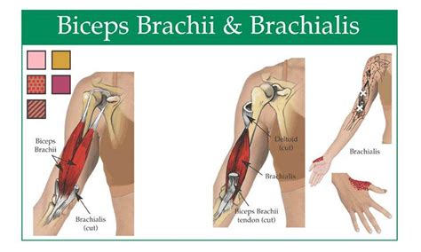 Pictures Of Biceps Brachii Tendons