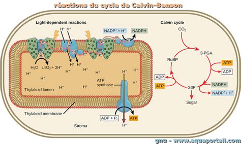 Réactions du cycle de Calvin-Benson : définition et explications