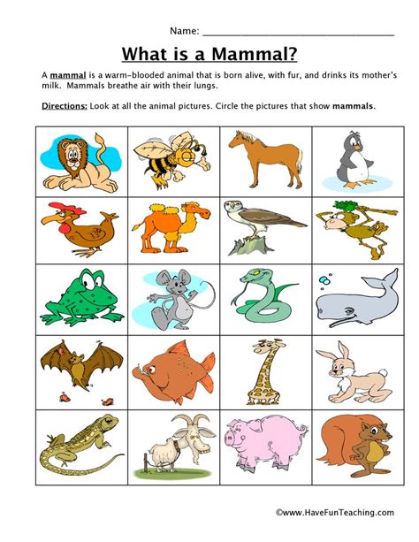 Animal Classification Worksheet : Animal Classification Worksheets And ...