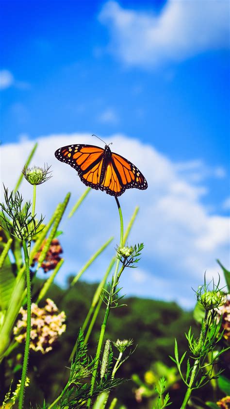 🔥 [23+] Monarch Butterfly Wallpapers | WallpaperSafari