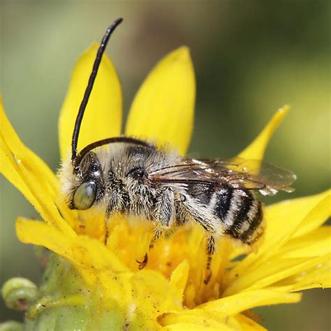 Longhorn Bee - Melissodes - BugGuide.Net