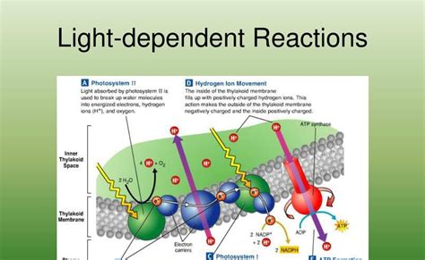 What Is The Product Of The Light Dependent Reaction? - Lifeeasy ...