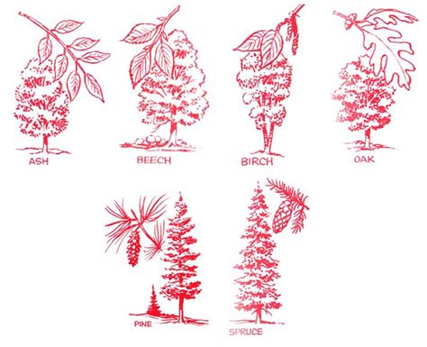 Types of Trees in North America - Copake Camping Resort