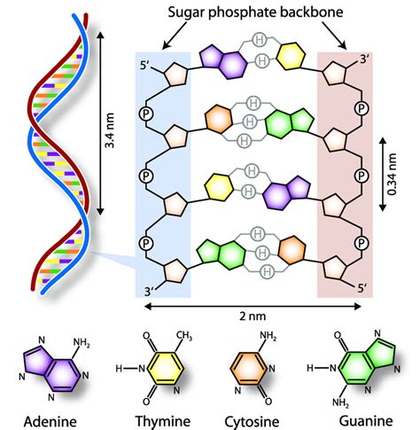 [DIAGRAM] Dna Helix Diagram - MYDIAGRAM.ONLINE