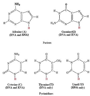 Nucleic Acid Structure - Biochemistry - Medbullets Step 1