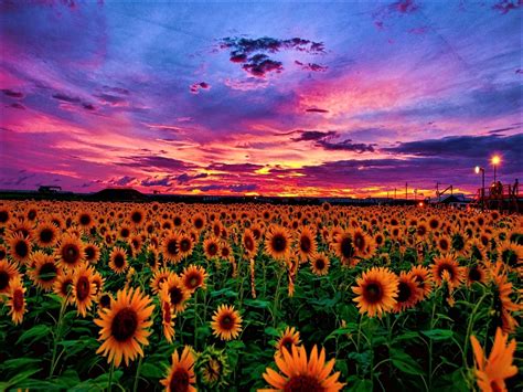 Sunflower Fields at Sunset with red and purple skies photograph ...