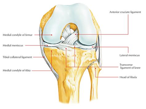 Medial Meniscus – Earth's Lab